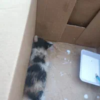 گربه|گربه|سیرجان, |دیوار