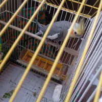 عروس هلندی|پرنده|ماسال, |دیوار