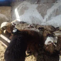 20راس بره نر چاق ویک راس نر گاو چاق و 8راس کره چاق