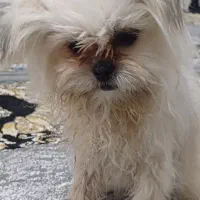 سگ شیتزو پودل