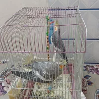 عروس هلندی
