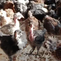 جوجه محلی گردن لخت و کاکلی یکماهه