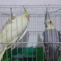 جفت عروس هلندی