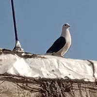 کبوتر هر ک خواست پیام بده|پرنده|عنبرآباد, |دیوار