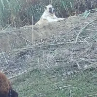 سگ ماده قدر جونی گله ای