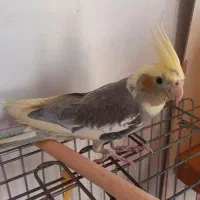 عروس هلندی جفت