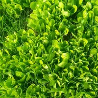 نشا   کاهو پیچ|گل و گیاه طبیعی|تاتار علیا, |دیوار