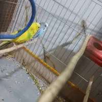 یک جفت مرغ عشق باقفس ولوازم