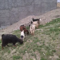 بز و بزغاله