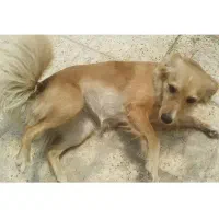 سگ‌ماده پاکوتاه