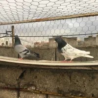 ککیلی طوقی|پرنده|اردبیل, |دیوار