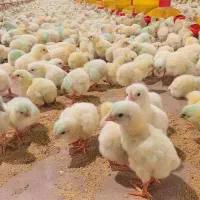 حراج جوجه گوشتی یک روزه نژاد جونیور|حیوانات مزرعه|نجف‌آباد, حومه نجف آباد|دیوار