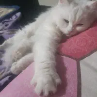 دوتا گربه پرشین کلاسیک|گربه|بردسکن, |دیوار