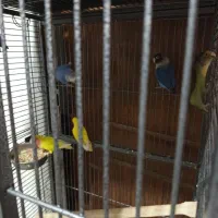 طوطی برزیلی|پرنده|ماهدشت, |دیوار