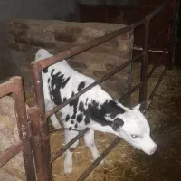 ۱راس گوساله شیرخوار نر ۱۰روزه