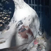 کبوتر|پرنده|بروجرد, |دیوار