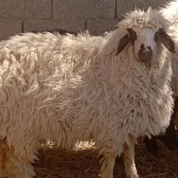 فروش یک بره نر و یک بره ماده شیر