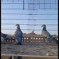 سه عدد کبوتر پرشی به ضمانت|پرنده|تربت جام, رضاآباد|دیوار