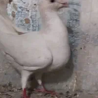 جفت هومر کله اسبی مولد