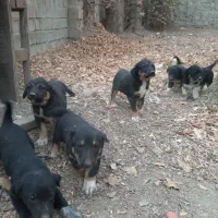 توله سگ فروشی