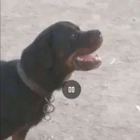 واگذاری رتوایلر اصیل نر