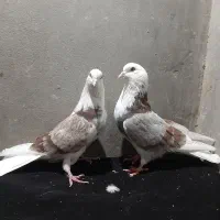 کبوتر ساعت سنگین