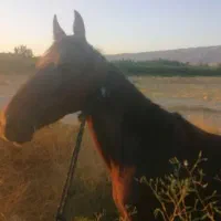 اسب ترکمن اصیل دم گیر