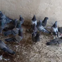 نروماده سبز خطی پرشی|پرنده|کاشان, ولیعصر|دیوار