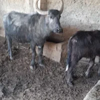 فروش گاومیش