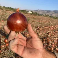 پیاز فلات