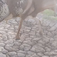 قوچ بوری