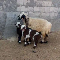 میش جوان هیکلی بادوتا بره نر