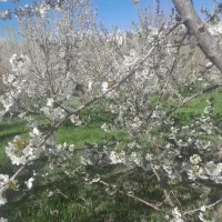 باغ گردو بادام