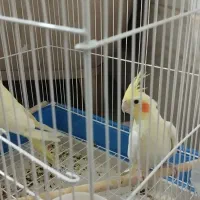 عروس هلندی