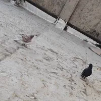 دوتا کفتر دمگیر نر