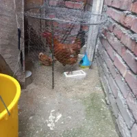 ۱ عدد مرغ محلی تخم گذار ماوضیه با بلدرچین تخم گذار