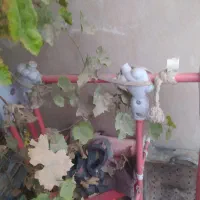 تاب