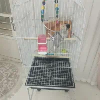 عروس هلندی|پرنده|نسیمشهر, |دیوار