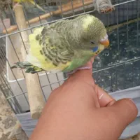 مرغ عشق