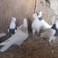 ط‌وقی و نامور|پرنده|لالجین, |دیوار