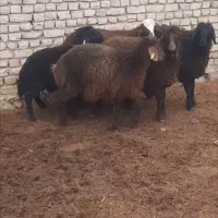 بره ماده همو و هترو