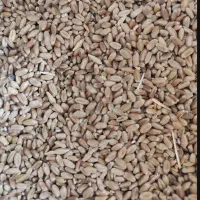 گندم قرمز