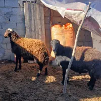 نره گوسفند|حیوانات مزرعه|گرگان, |دیوار