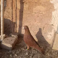 سرخ قدیمی پرشی