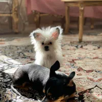 توله پامرین