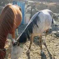 فروش اسب|اسب و تجهیزات اسب‌سواری|زاینده رود, |دیوار