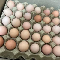 تخم مرغ دوزره