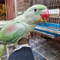 فروش شاهطوطی 5 ماهه تا 2 ساله|پرنده|اصفهان, حسینآباد|دیوار