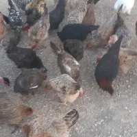 ۱۶تا مرغ سالم|حیوانات مزرعه|اندیمشک, |دیوار