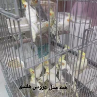 فقط طوطی سانان عروس ملنگو برزیلی کاسکو و...|پرنده|ملارد, |دیوار